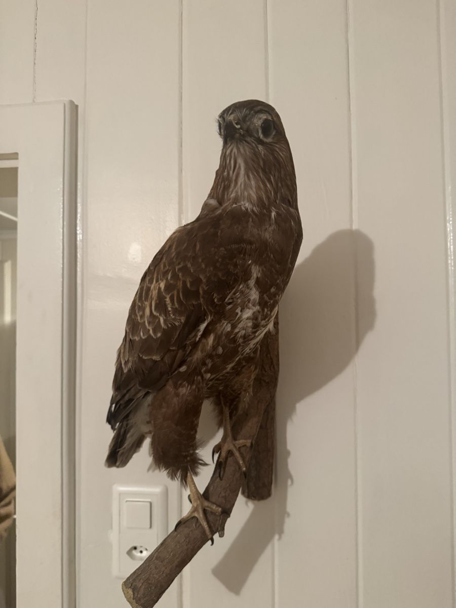 Il mondo degli animali: Mäusebussard Präparat – Usato da Frick venduto da nannali98 1