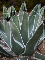 Agave Ferdinandi-Regis - die Königin der Agaven für Dich