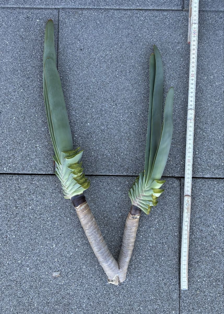 Piante & sementi: Aloe plicatilis – Nuovo (secondo la descrizione) da Altendorf venduto da Monteiroastrild
