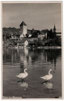 Spiez am Thunersee, Schwäne, gelaufen 1927