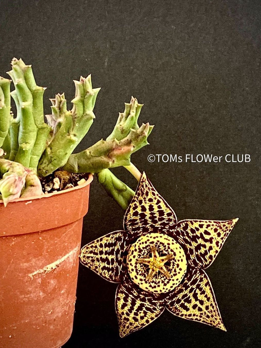 Piante & sementi: Stapelia Variegata / Orbea Variegata - mit Sternen-Blüten – Nuovo e nell'imballaggio originale da Adliswil venduto da astom369 4
