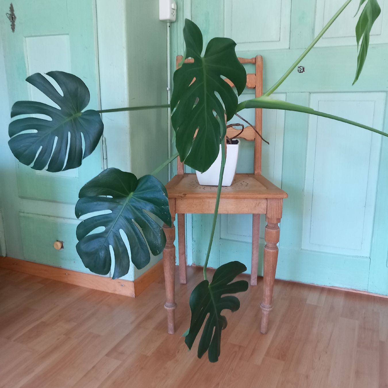 Piante & sementi: Monstera Zimmerpflanze im Topf  – Usato da Ebnat-Kappel venduto da blazzi 1