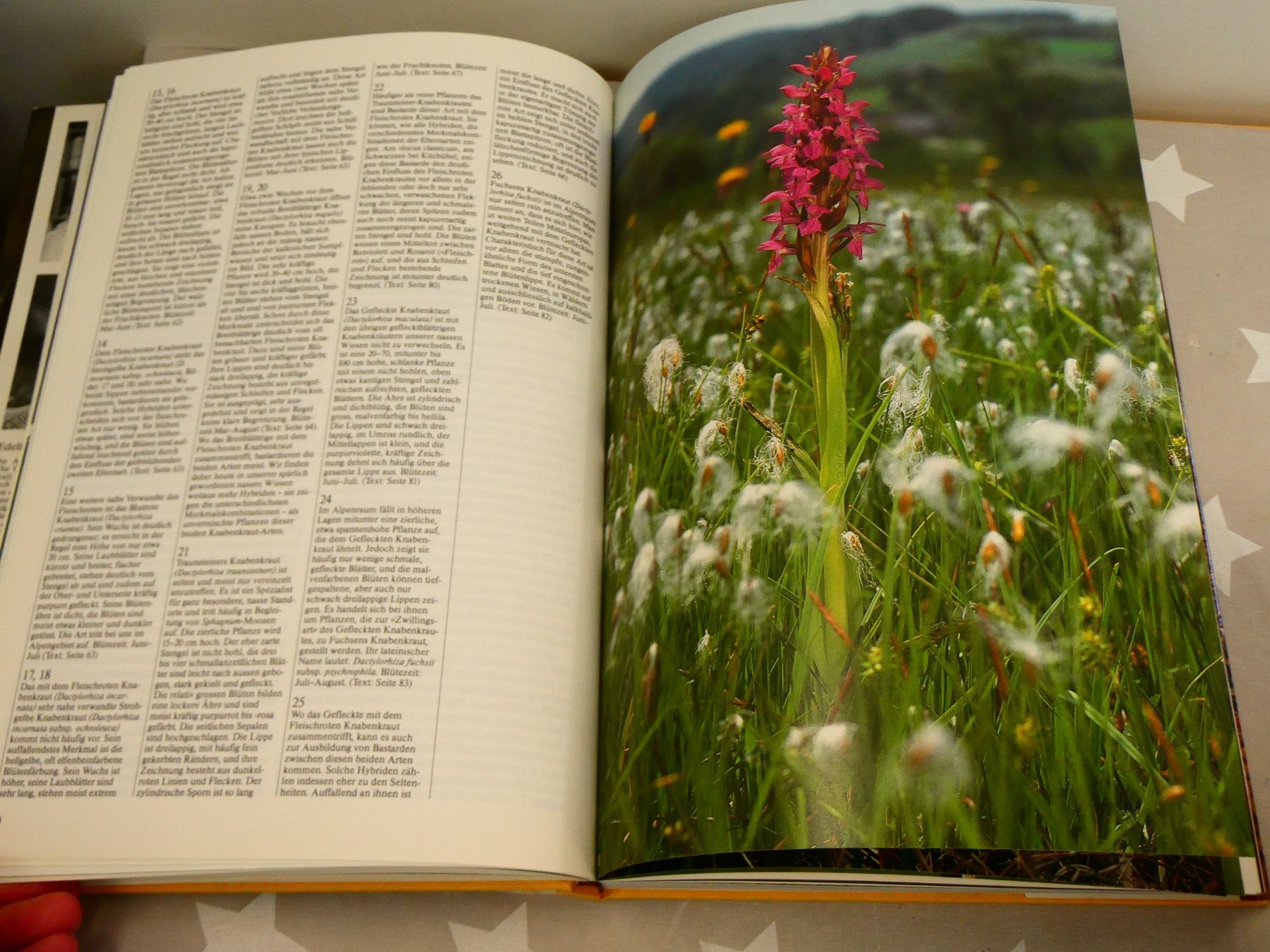 Libri: Buch: Die Orchideen der Schweiz Silva-Verlag – Usato da Rafz venduto da Powacaddy 3