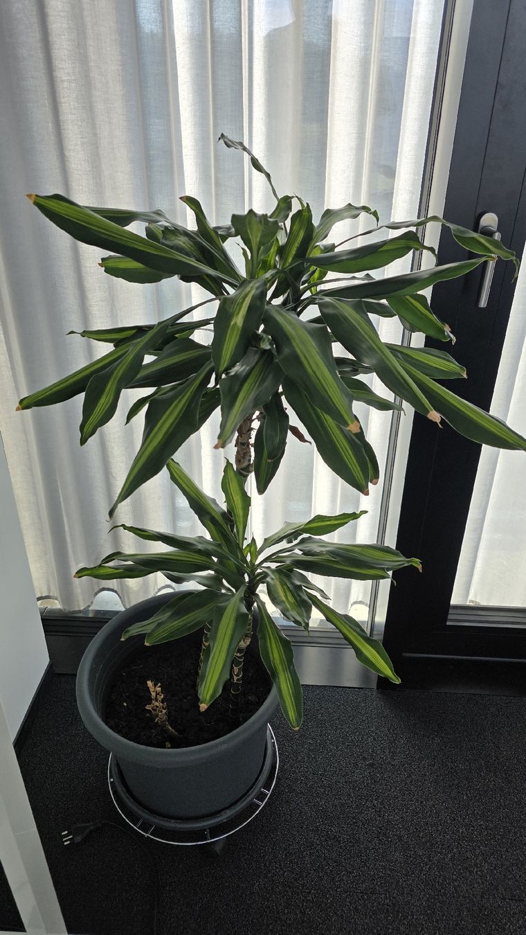 Pflanzen & Samen: Zimmerpflanze Dracaena Grösse ca. 100cm – Gebraucht aus Sirnach von adr_bc59 1