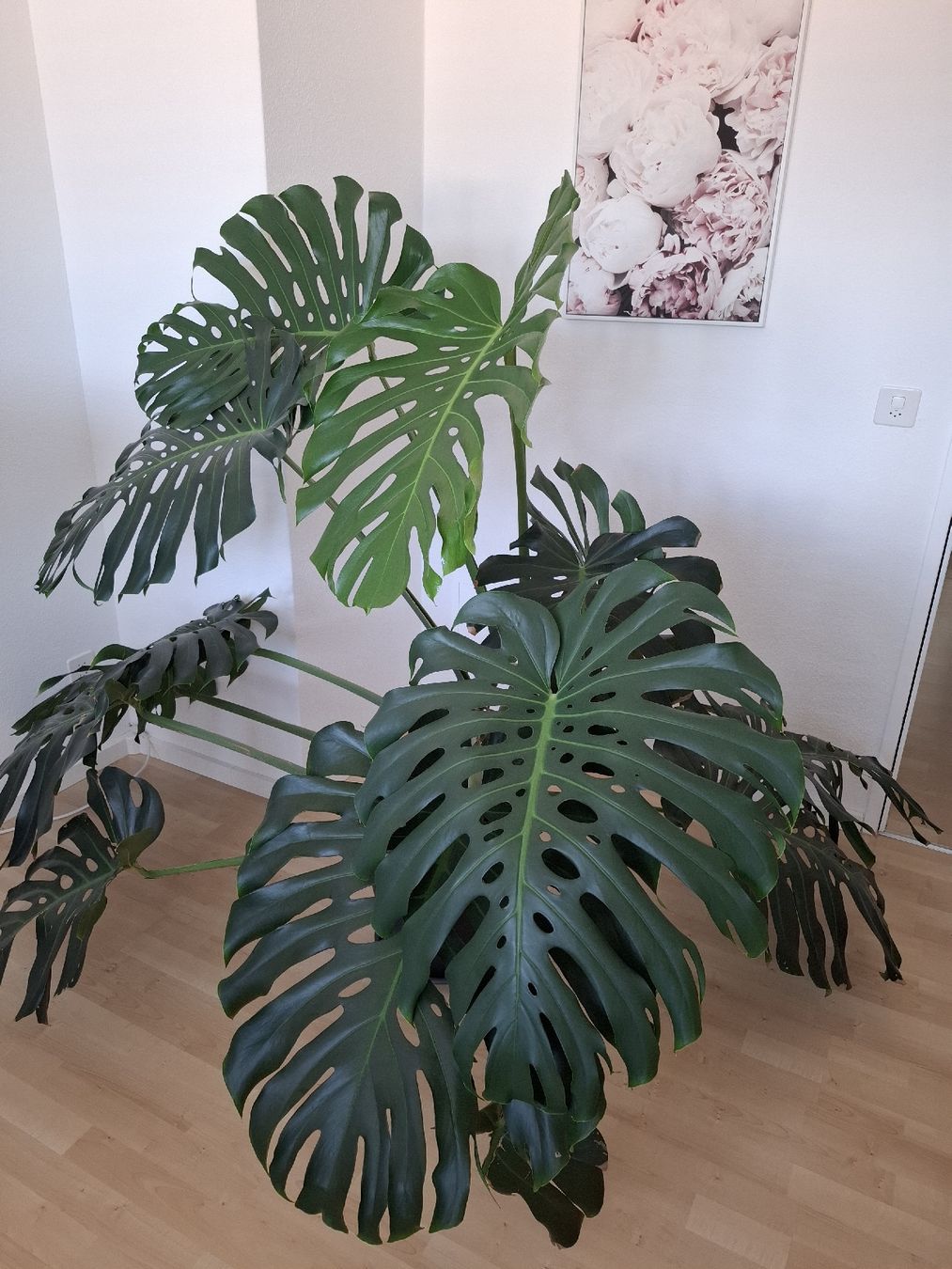 Pflanzen & Samen: echte Monstera Pflanze – Gebraucht aus Neuenhof von summer_25 2