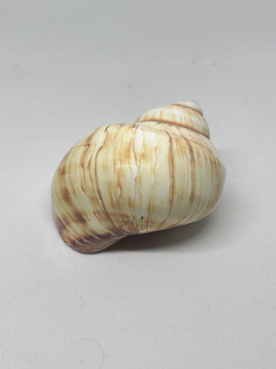 Fossili: Conchiglia Natica Vitellus 6.5 cm circa – Usato da Giubiasco venduto da LorisVale 4