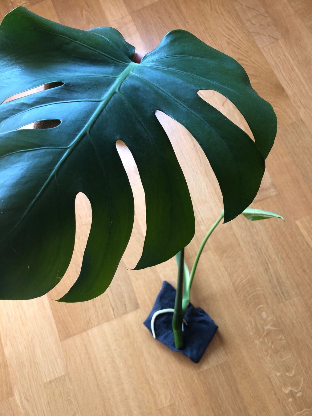 Piante & sementi: Steckling v. Monstera XXL – Usato da Zuerich venduto da Isabelle