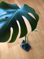 Steckling v. Monstera XXL