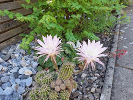 Blumenkaktus Königin der Nacht, ca. 35 jährig mit Blüte