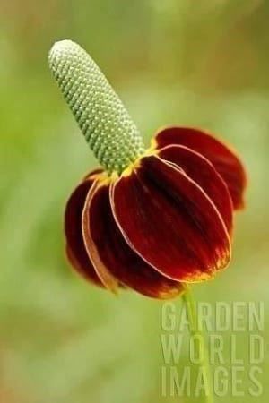 Piante & sementi: FLEUR CHAPEAU MEXICAIN  ! 15g – Nuovo (secondo la descrizione) da Bremblens venduto da FIBONACCI369 1
