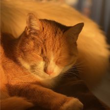 Profile image of Orangecat06
