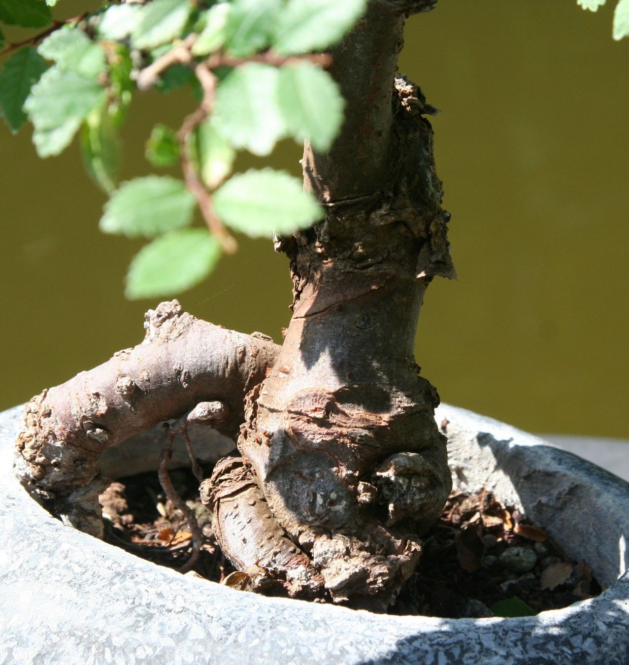 Piante & sementi: BONSAI  -  Zelkove – Usato da Gretzenbach venduto da Sikim 2