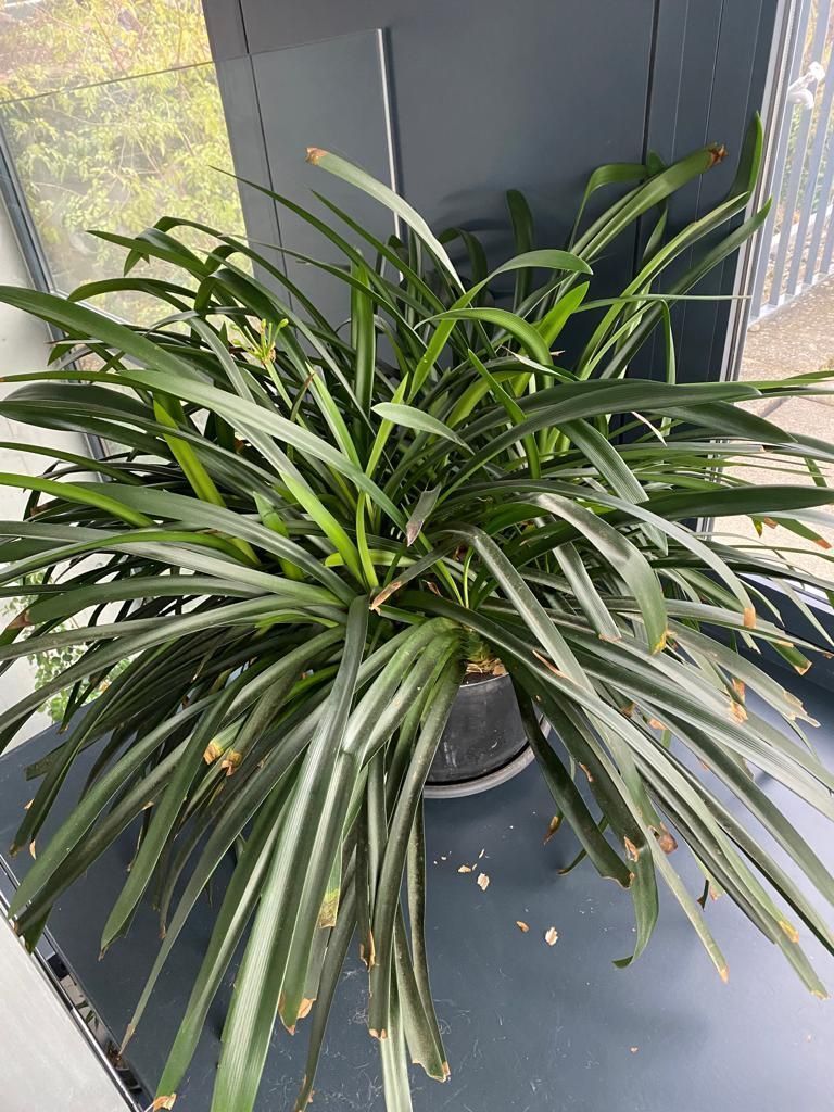 Plantes & graines: Clivia – D'occasion à Zürich par Sebi999