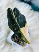 Alocasia Sanderiana Bull Aurea