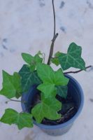 Edera comune in vaso - perfetta per decorare! 🌿