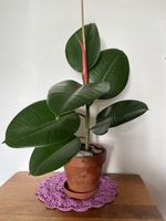 Schöner Gummibaum