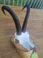 Gamsbock