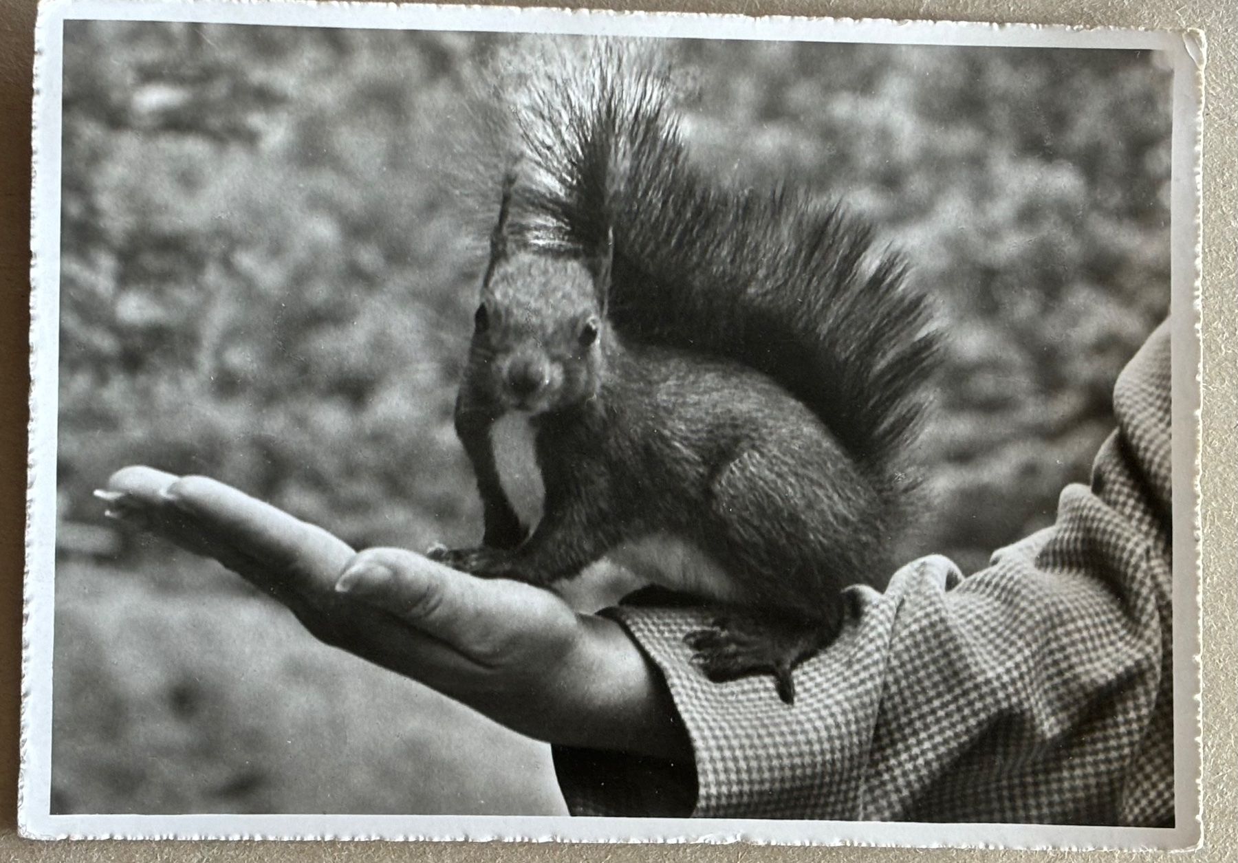 Cartes postales: Arosa, Hansi, Eichhörnchen, 1956 – D'occasion à Frauenfeld par Merk52