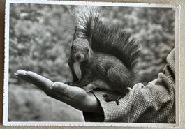 Arosa, Hansi, Eichhörnchen, 1956