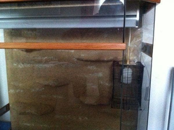 Terrario: Terrarium, Topzustand – Nuovo (secondo la descrizione) da Einsiedeln venduto da Brocki59 4