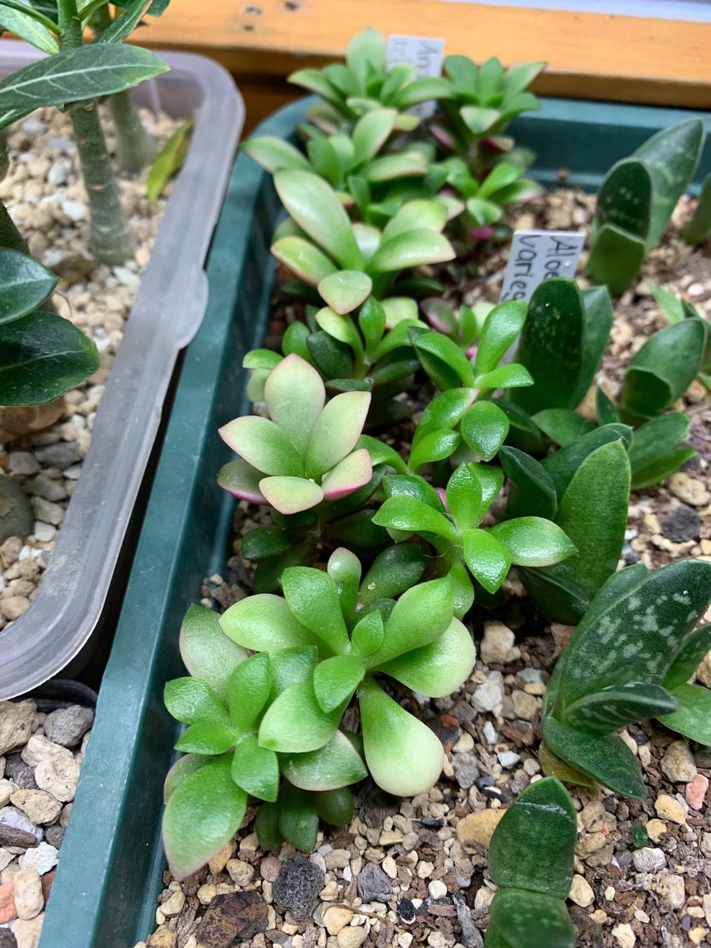 Piante & sementi: Anacampseros refuscens variegata – Nuovo (secondo la descrizione) da Rorbas venduto da SimS0n