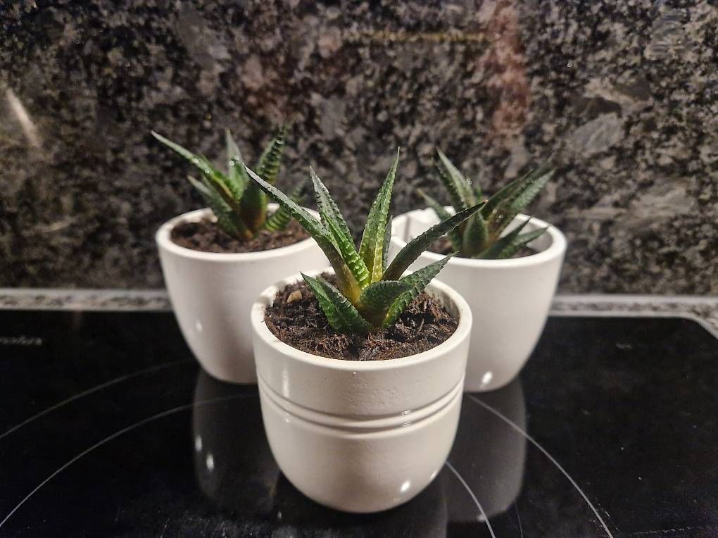 Piante & sementi: Mini succulents x3 – Usato da Dübendorf venduto da Olenaaa