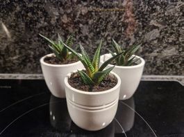 Mini succulents x3