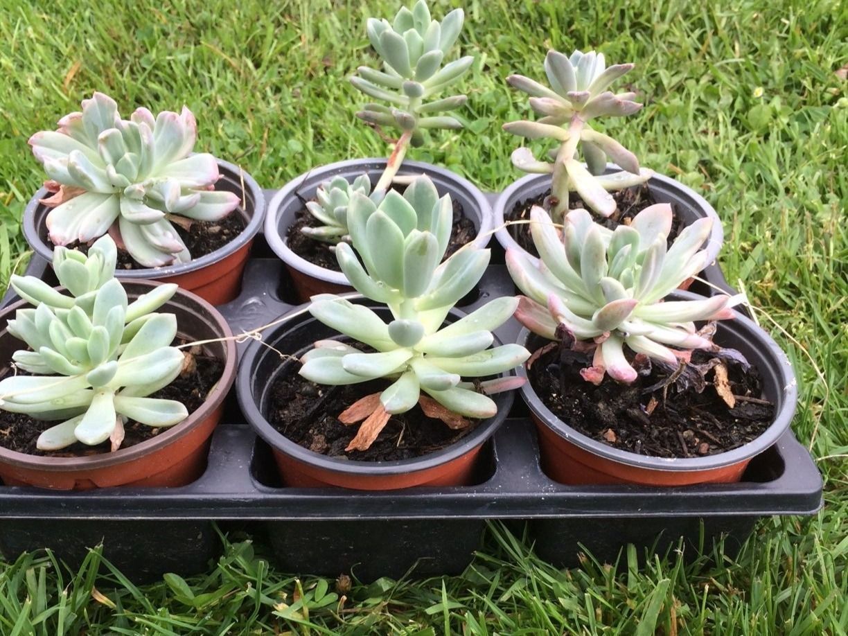Piante & sementi: Echeveria runyonii – Nuovo (secondo la descrizione) da Vinelz venduto da Wellensittich55 2