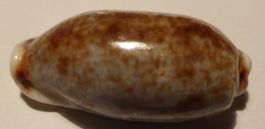 SEHR SCHÖNE CYPRAEA CYLINDRICA-FARBVARIANTE-MUSCHEL--29,6 MM