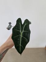 Alocasia amazonica 'Polly'