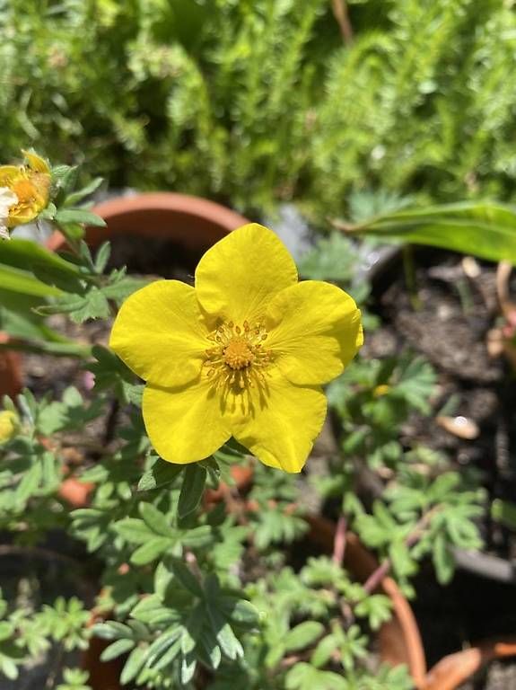 Ciotole: 7 Blumen in der Schale – Usato da Frauenfeld venduto da Irene.Schuppli 4