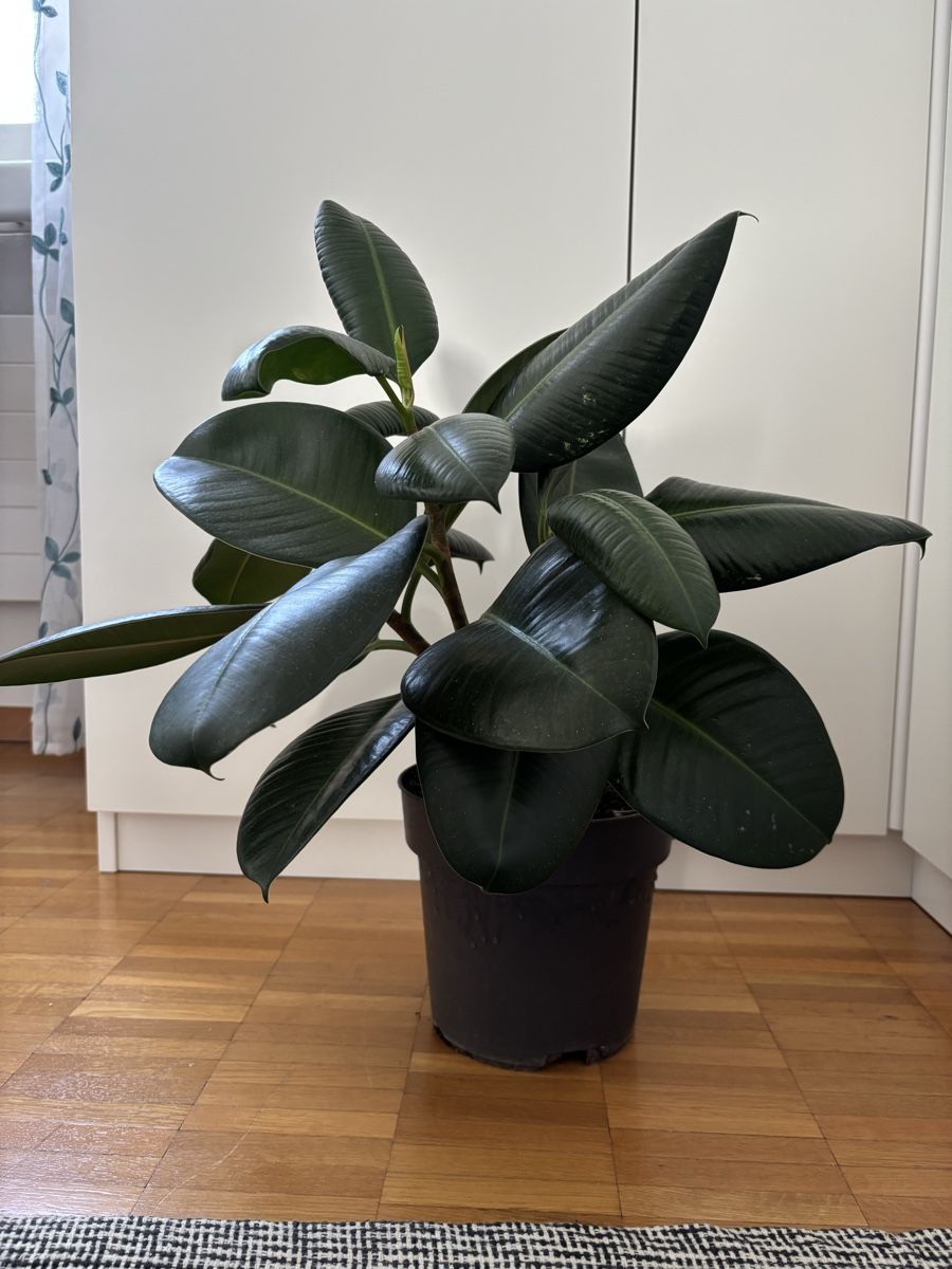 Piante & sementi: Ficus elastica (dreistämmig) – Nuovo (secondo la descrizione) da Zürich venduto da birokitti