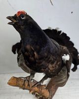 Präparierter Birkhahn (Tetrao tetrix) – Balzstellung