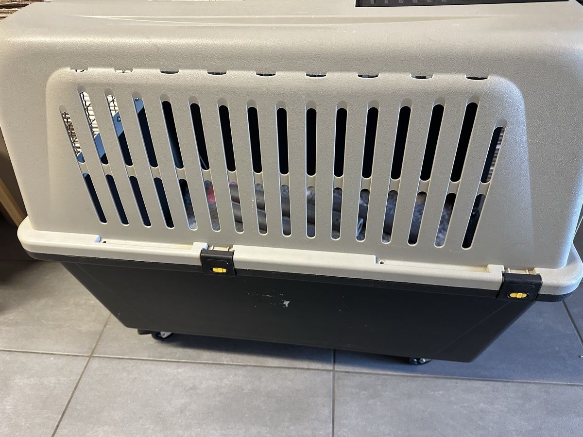 Gabbie, trasporto & Sicurezza: Gebrauchte Transportbox für Hunde – Usato da Belp venduto da M.X 1