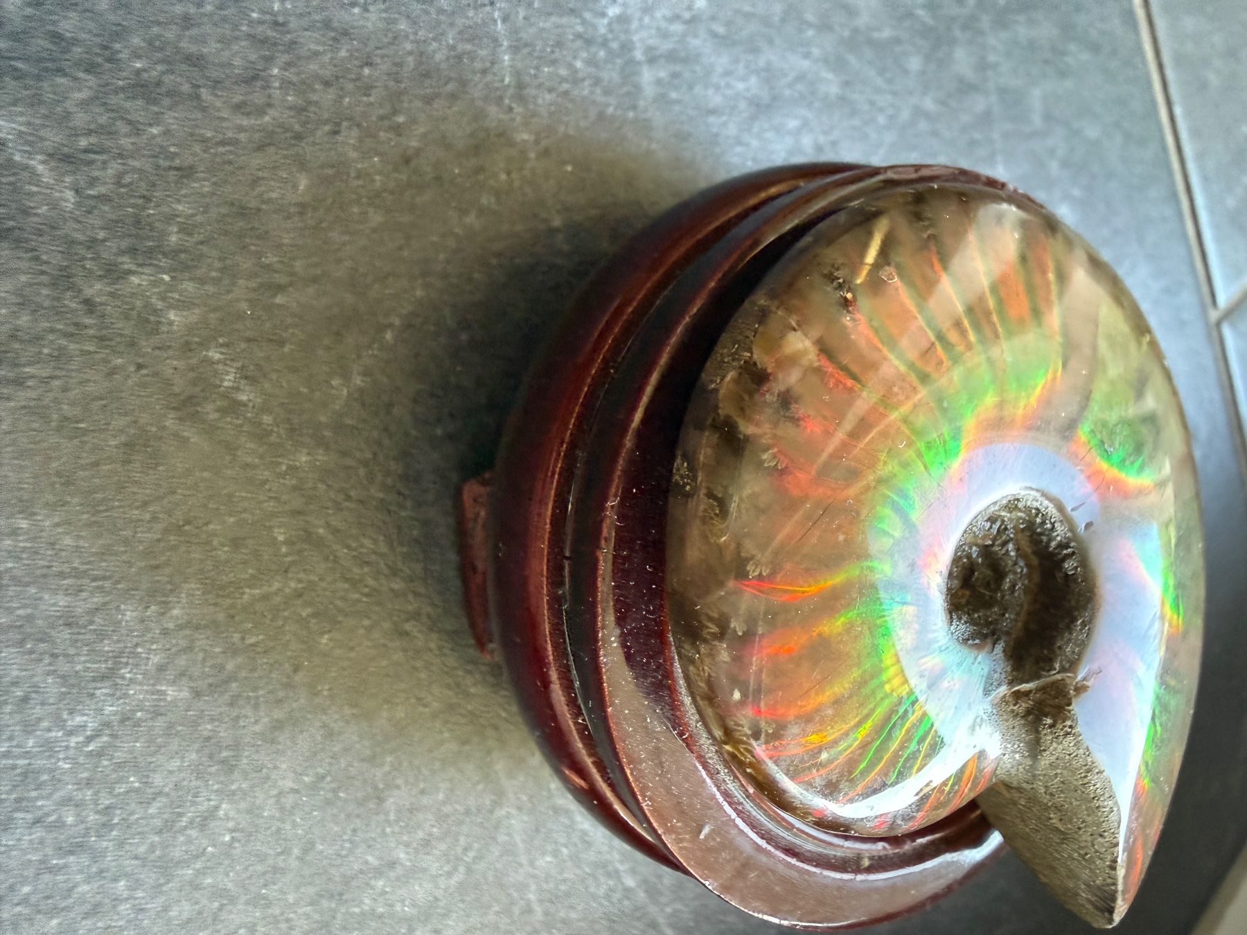 Fossili: Ammonite Ammolith echt – Nuovo (secondo la descrizione) da Oberhof venduto da RealStone 8