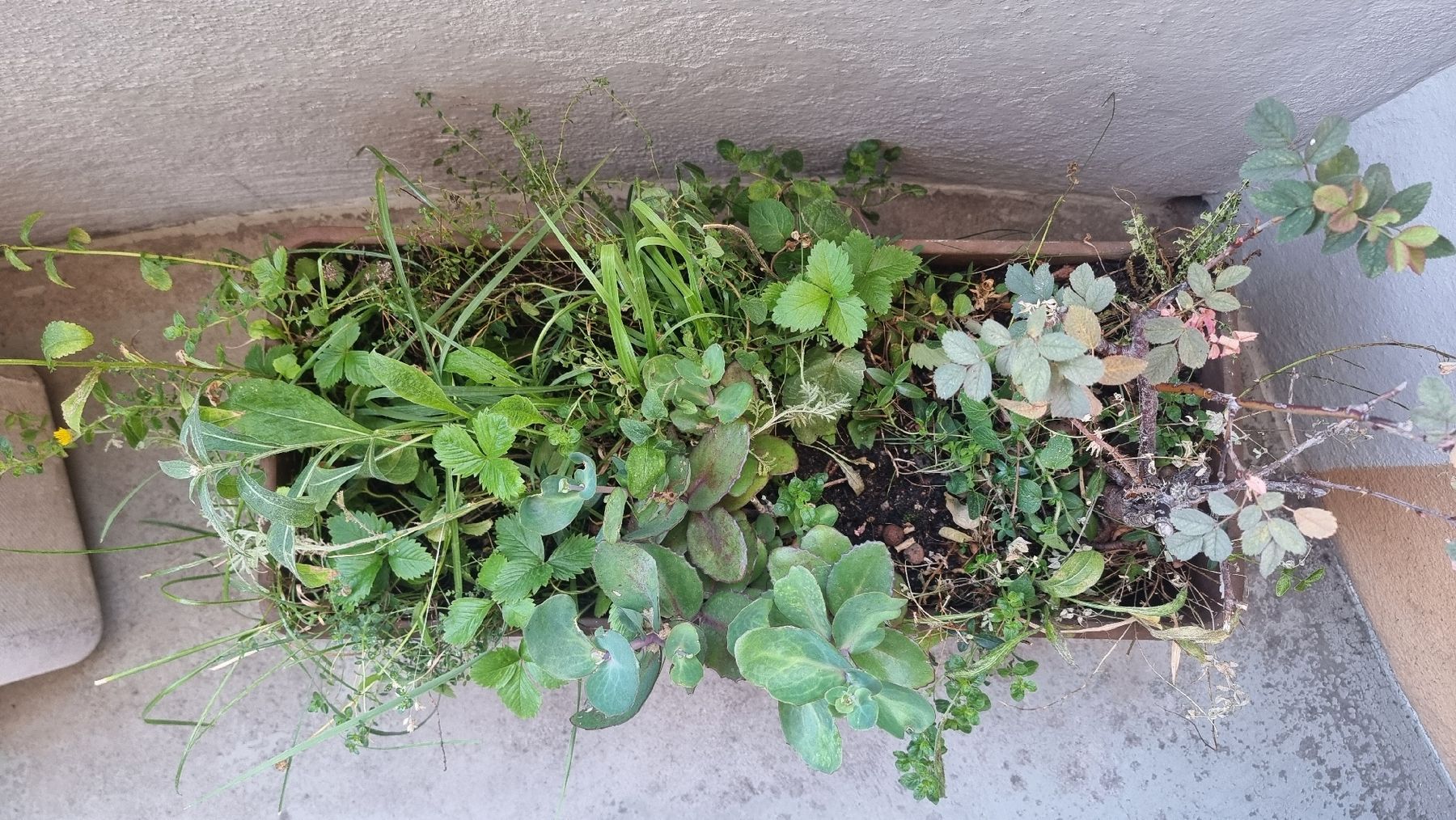 Eternit Vasi per fiori: Blumenkasten braun inkl. Bepflanzung – Usato da Zürich venduto da xXLenarduzziXx 1