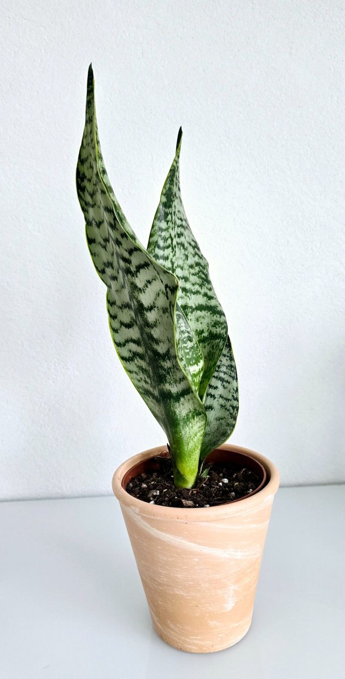 Piante & sementi: Zimmerpflanze, Bogenhanf, Sansevieria, mit Topf – Nuovo (secondo la descrizione) da Aarburg venduto da Glitzerschein 3