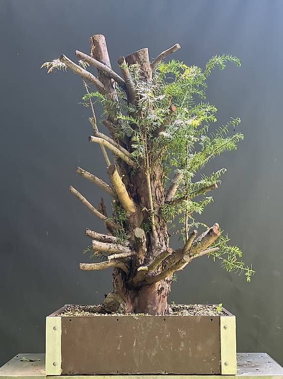 Piante & sementi: Bonsai Yamadori Rohling Eibe – Usato da Steckborn venduto da ben_gz56 3