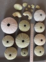 Seeigel (Muschel) zum Basteln