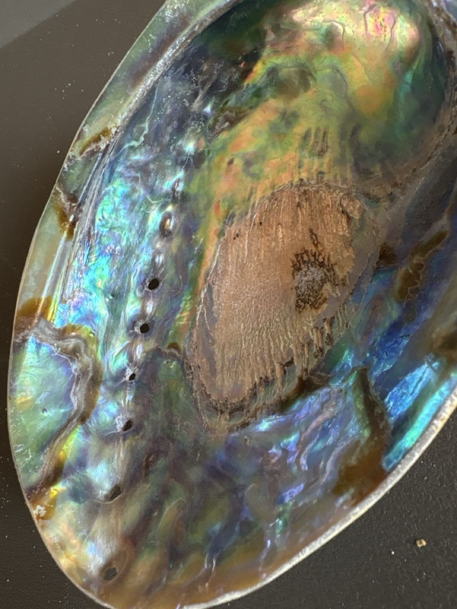 Tutte le decorazioni: grosse muschel mit Perlmutt – Usato da Rümlang venduto da resale35 3
