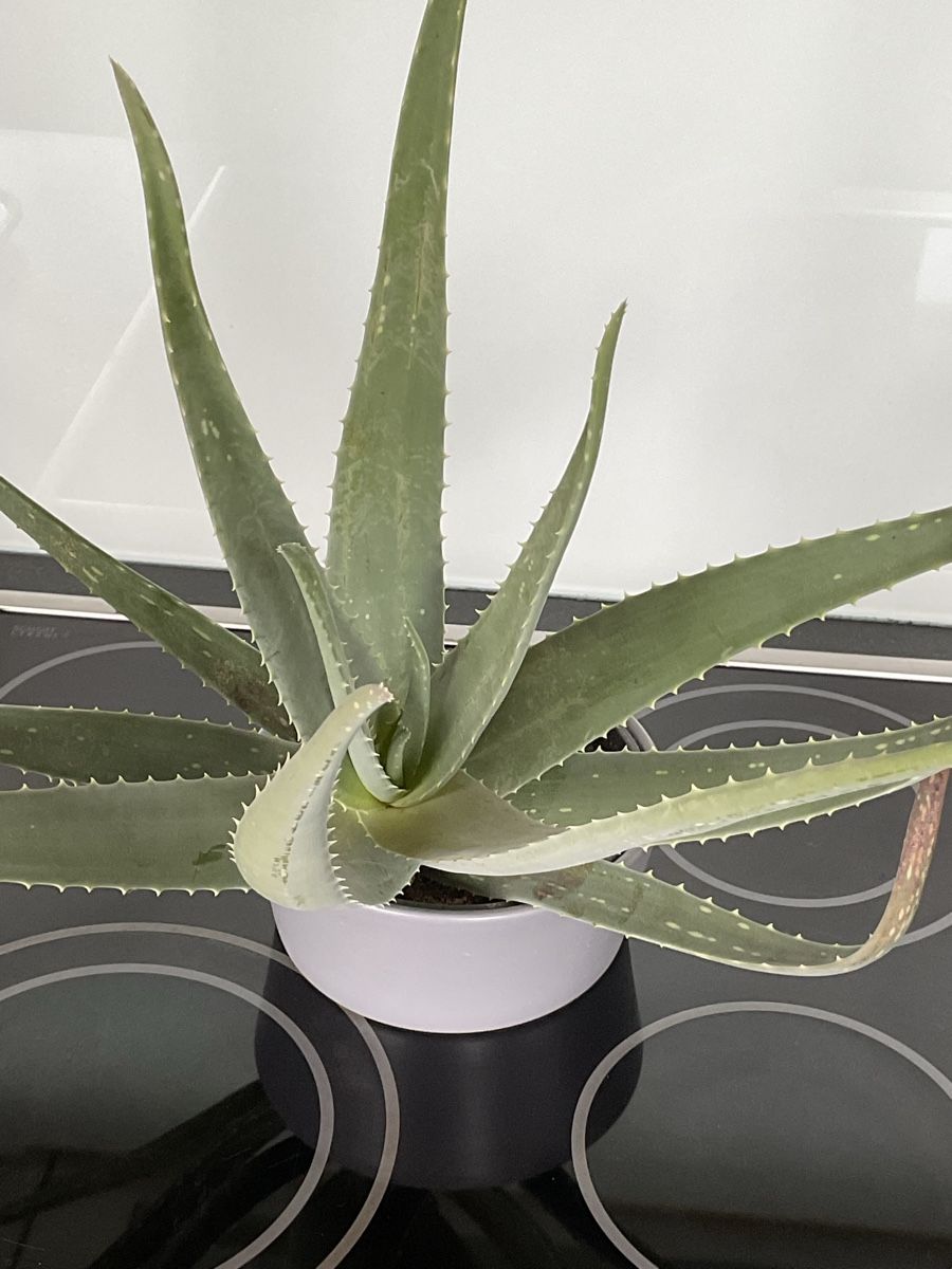 Piante & sementi: Aloe Vera – Usato da Diepoldsau venduto da WinWin011