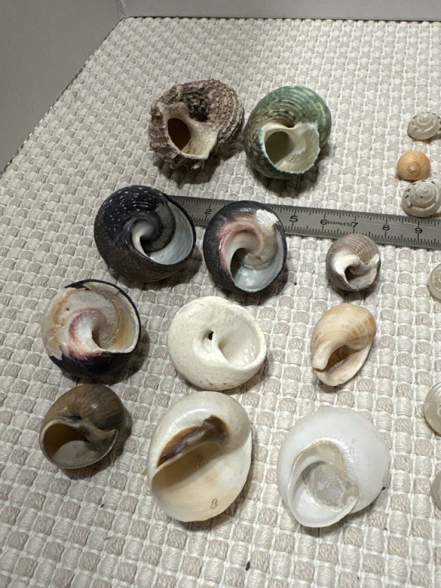 Tutte le decorazioni: Muschel Sammlung – Usato da Rümlang venduto da resale35 4