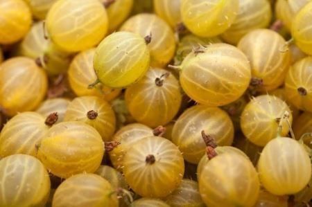 Piante & sementi: Groseillier  'Hinnonmaki gold' 2x – Nuovo (secondo la descrizione) da Bremblens venduto da FIBONACCI369 1