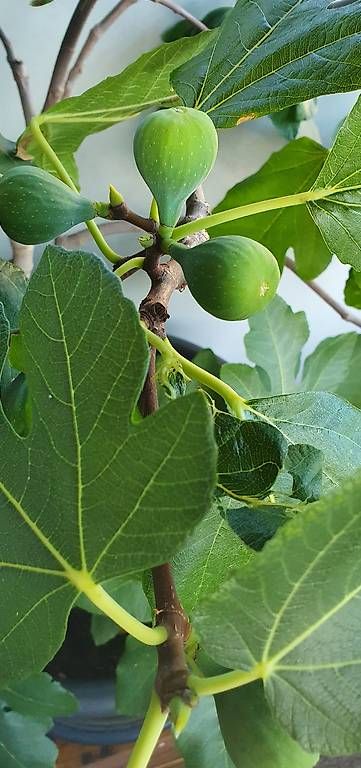 Pflanzen & Samen: Feigenbaum  – Gebraucht aus Utzenstorf von Icelake1