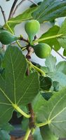 Feigenbaum 