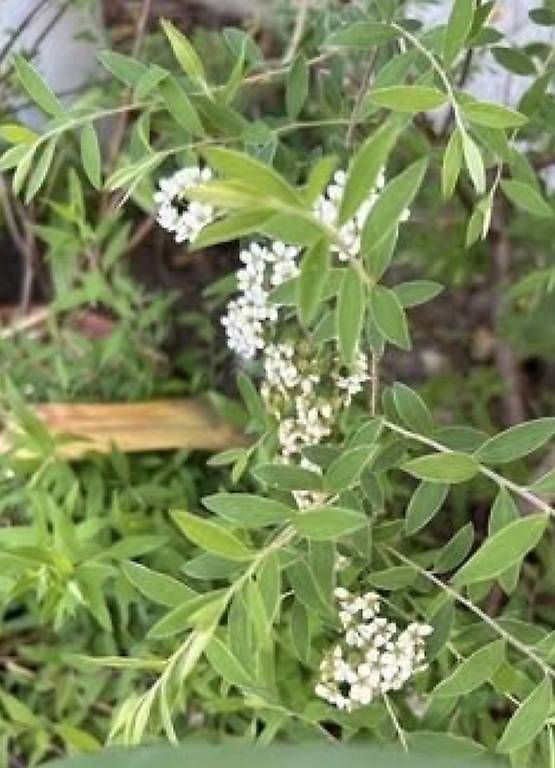 Piante & sementi: Nippon Spierstrauch  – Usato da Frauenfeld venduto da Irene.Schuppli 2