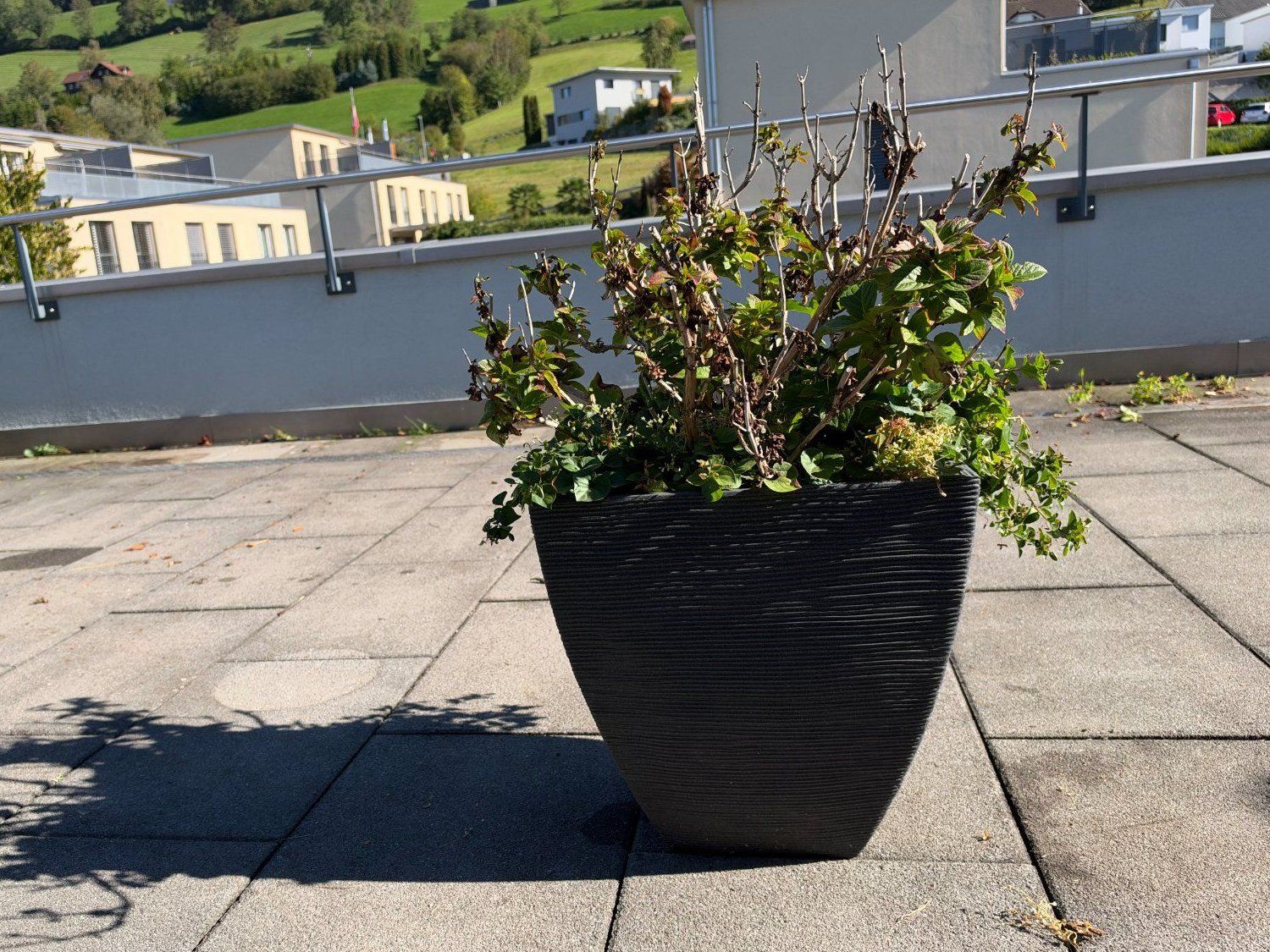 Plantes & graines: Hortensie – D'occasion à Root par calmchris 1