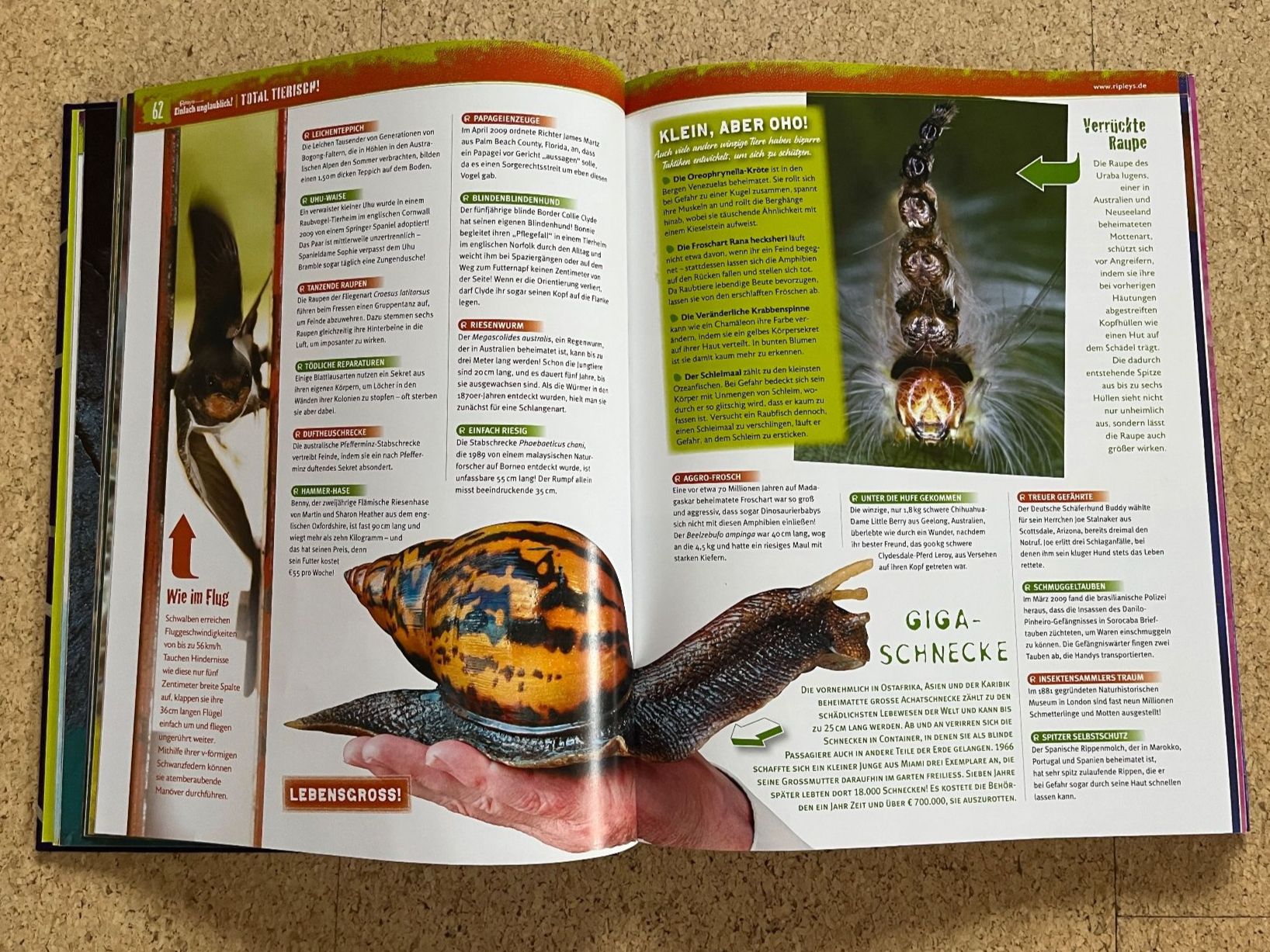 Livres: Gebundenes Buch "Ripley's  - EINFACH UNGLAUBLICH" – D'occasion à Grosswangen par Vita500 4