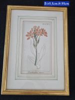 Botanischer Druck Ornithogalum aureum, Goldrahmen 23,5×33cm