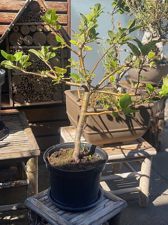 Plantes & graines: Apfelbaum – D'occasion à Aarau Rohr par Sergiomendez 1